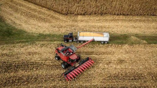 Ola de calor: el respiro para la soja, maíz y girasol llegaría a mediados de enero