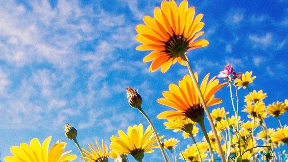 ¿Qué decir en el Día de la Primavera? Frases y canciones para compartir.