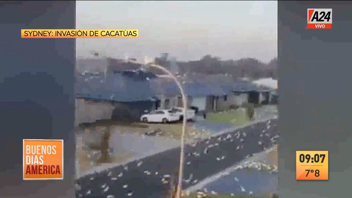 Así invadieron las cacatúas un pueblo de Sidney (Foto: captura de TV).
