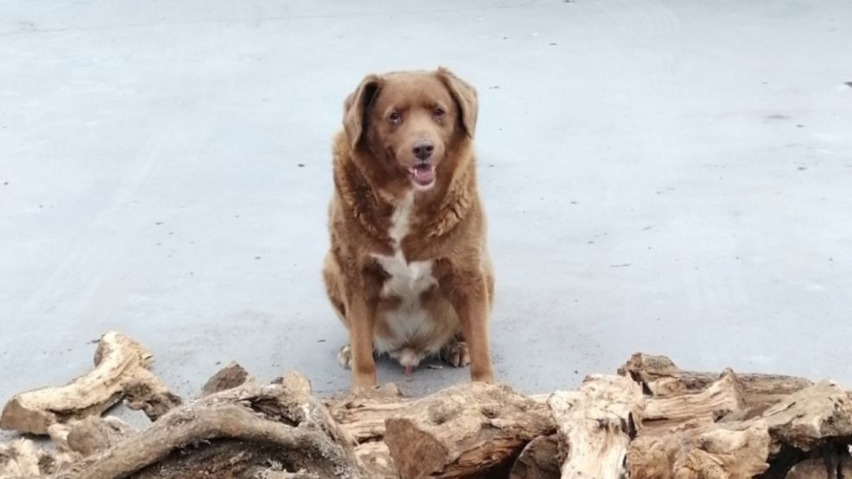 &iexcl;Incre&iacute;ble cu&aacute;ntos a&ntilde;os vivi&oacute;! Muri&oacute; Bobi, el perro m&aacute;s viejo del mundo