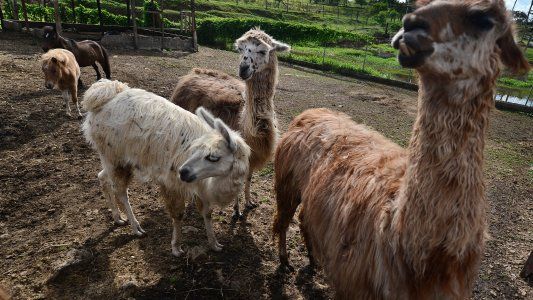 La llama, un animal que puede tener una clave para la lucha contra el COVID-19