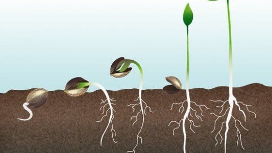 ¿Cómo germinar semillas? Te enseñamos todos los trucos