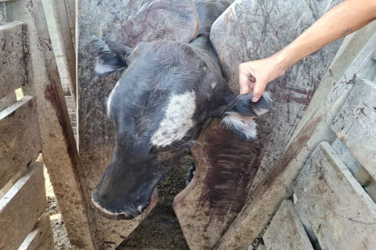El otro “Robo del siglo”: abigeato millonario en Santa Fe, con animales mutilados y hasta un exdiputado detenido