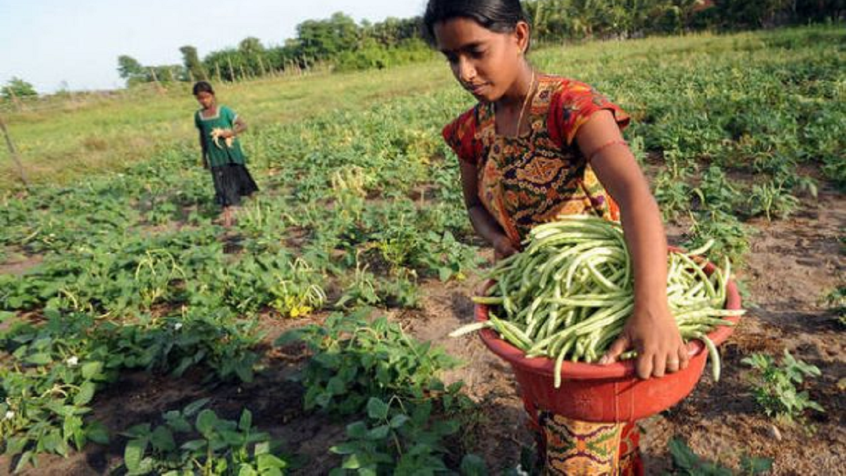 Los Pequeños Agricultores Producen Un Tercio De Los Alimentos