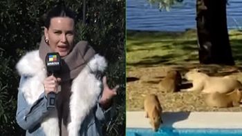 Natalie Weber cansada de los carpinchos que se meten en su casa: la drástica decisión que tomó