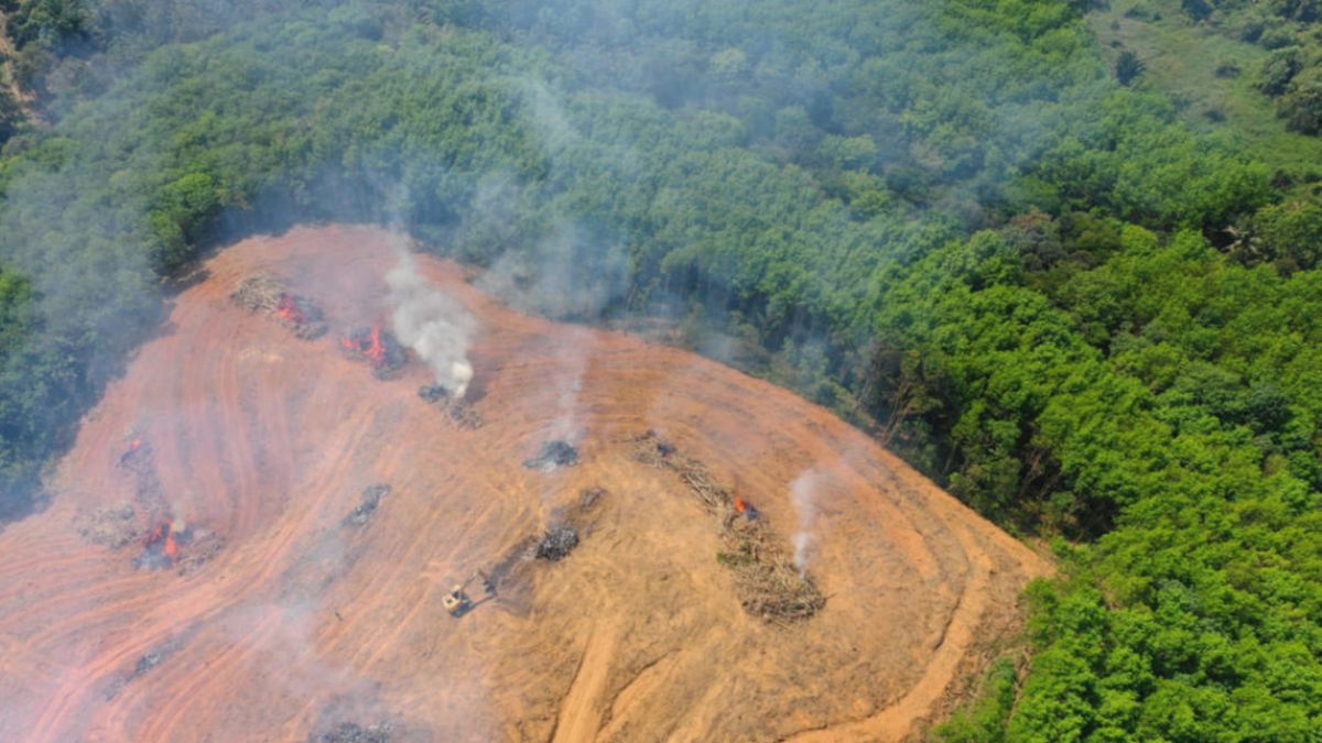 Cambio climático: la deforestación en el Amazonas alcanza niveles históricos debido al consumo de carne, asegura un informe del sistema Imazone. 