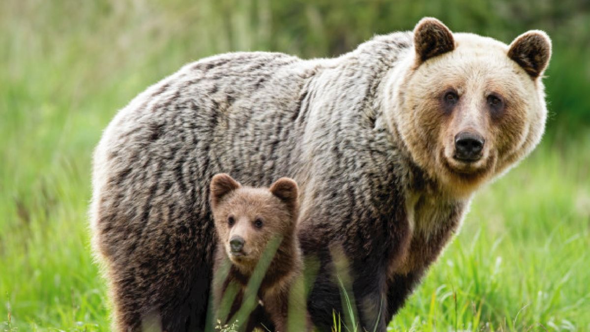 El tierno momento en que una mama oso juega con su cachorro en un tobogán