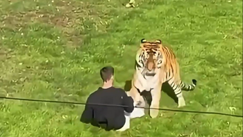 Horror en el zoológico: un hombre entró al recinto de un tigre y murió atacado por el animal