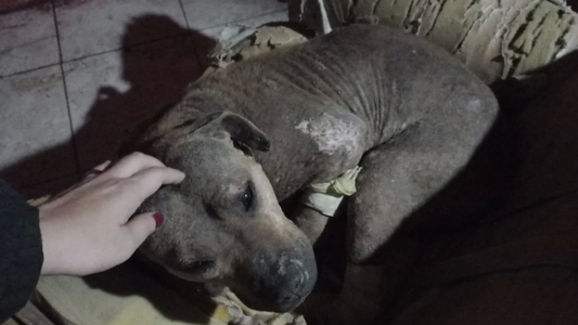 Una perrita fue torturada para realizar un ritual llamado Macumba: tenía los ojos quemados, agujas clavadas y las uñas arrancadas
