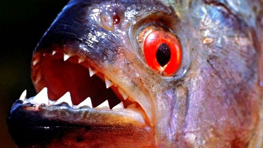 ¡Se lo comieron las pirañas mientras huía de unas abejas!