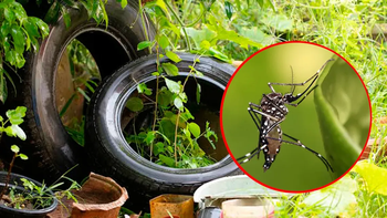 Dengue: impactante hallazgo del Conicet sobre el mosquito que contagia la enfermedad