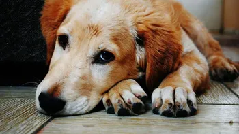 Qué sienten los perros antes de morir y por qué necesitan a sus dueños en ese momento