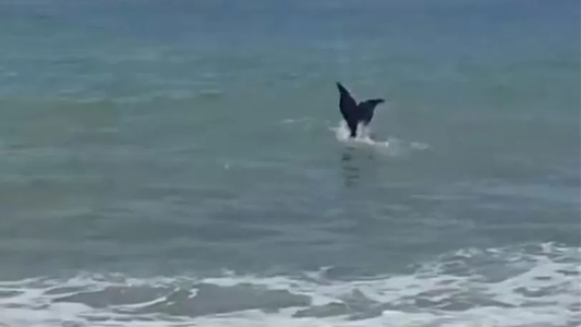 ¿Una sirena en las playas argentinas? El video que muestra este increíble fenómeno