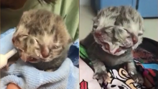 Inesperado: nació un gato que tiene dos caras