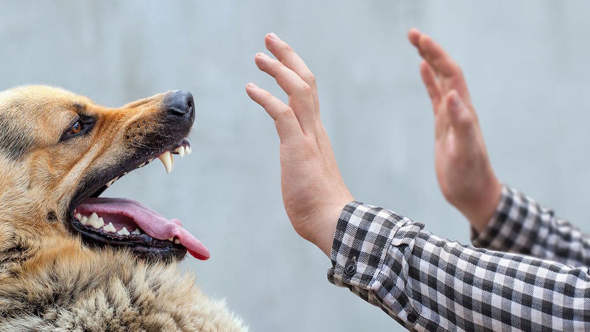 Un nene de 2 años fue atacado por su perro y se encuentra en estado crítico