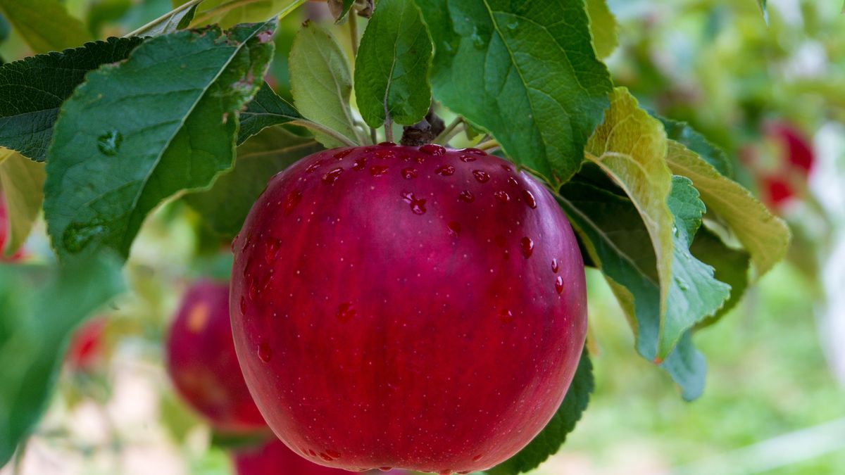 El emprendimiento surgió cuando uno de los socios, oriundo de Neuquén, observó que no se vendían jugos con manzanas de la zona.