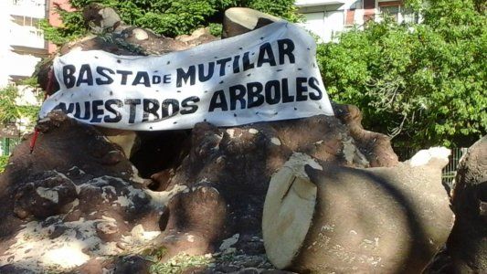 Adiós al histórico ombú del Parque Rivadavia