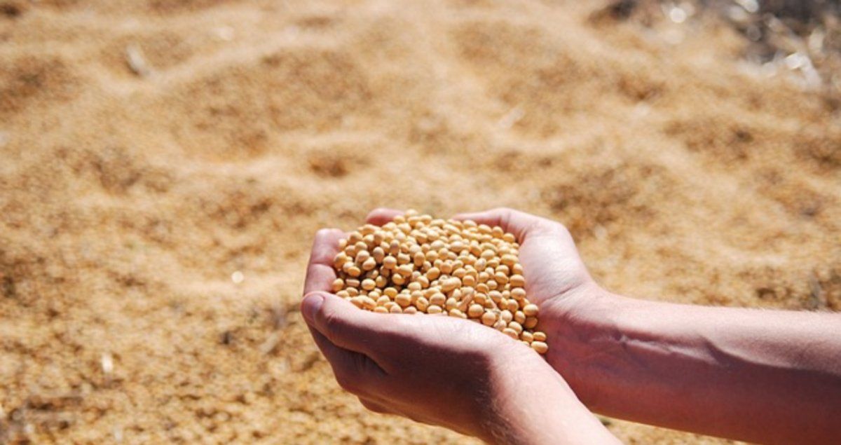 Soya es una de las criptomonedas del mundo del agro