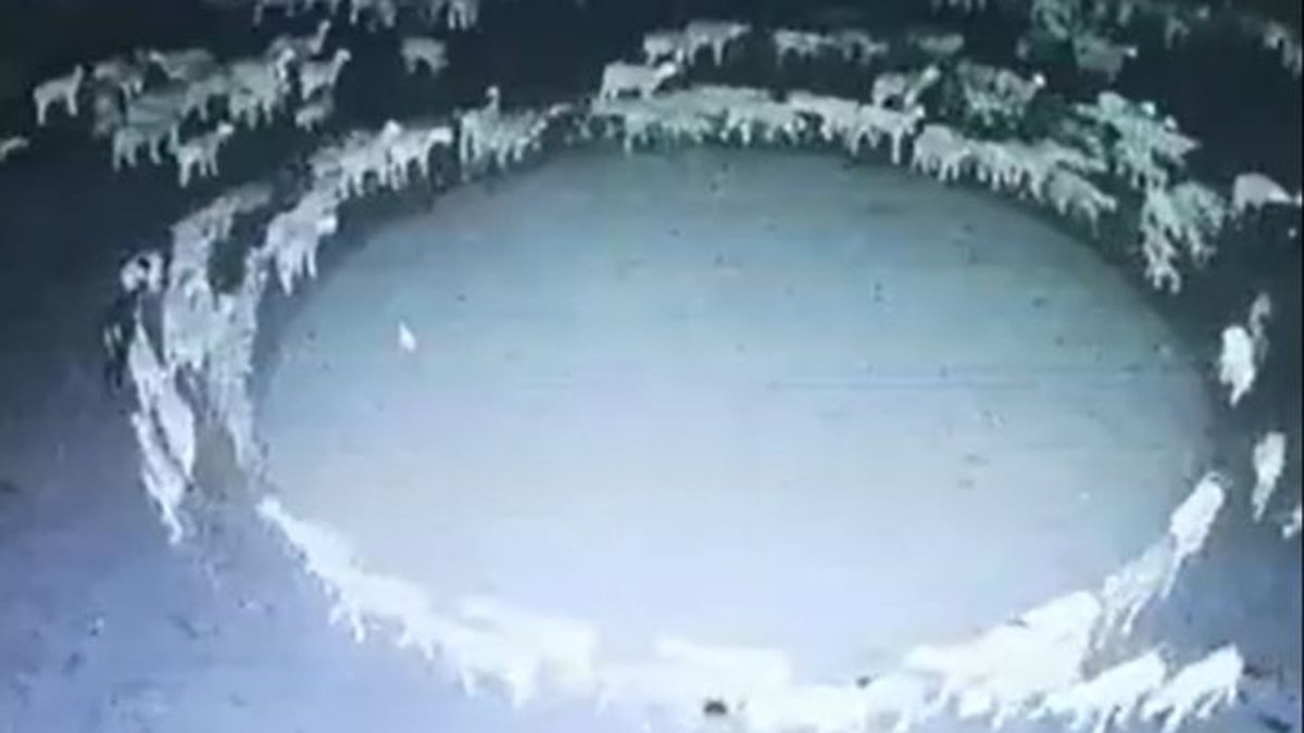 Paranormal: el misterioso video de las ovejas que giran en círculos desde hace 12 días