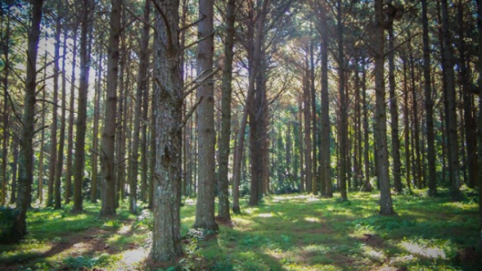 El sector forestal, preocupado por la falta de presupuesto 2021