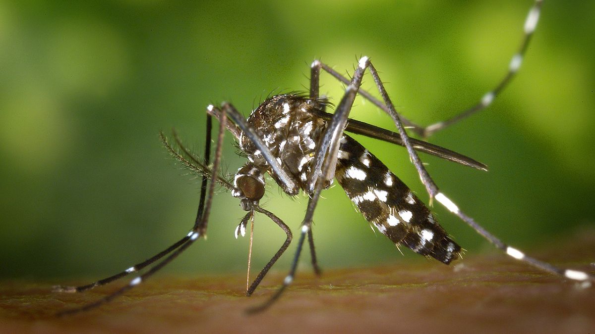 Argentina contará con una vacuna contra el dengue desarrollada por el laboratorio japonés Takeda, indicada para todas las personas mayores de 4 años, hayan cursado o no previamente la enfermedad. (Foto: AP).
