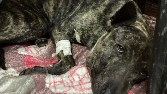 Atacó a tiros a un perro y deberá pagar una multa de $100.000