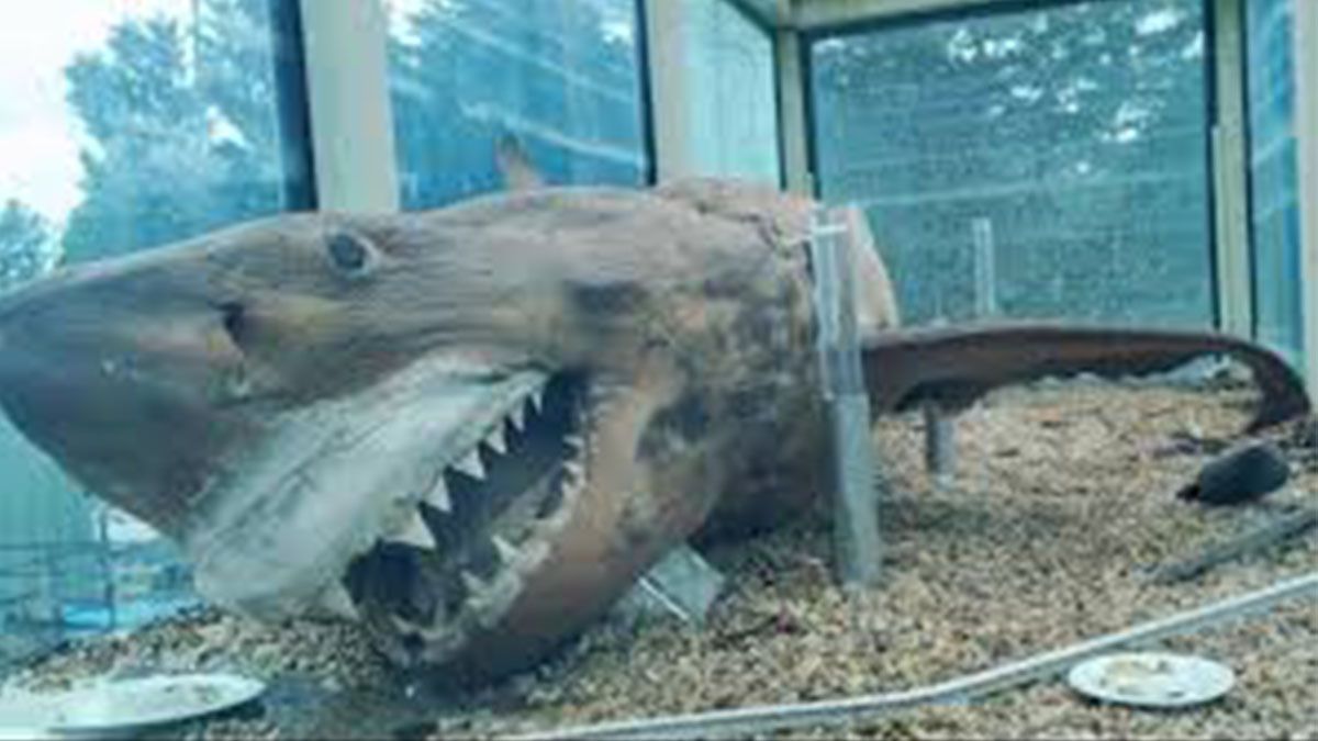 El tiburón murió en 1998 y