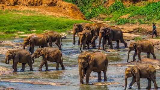 Sri Lanka prohibió manejar elefantes ebrios o drogados