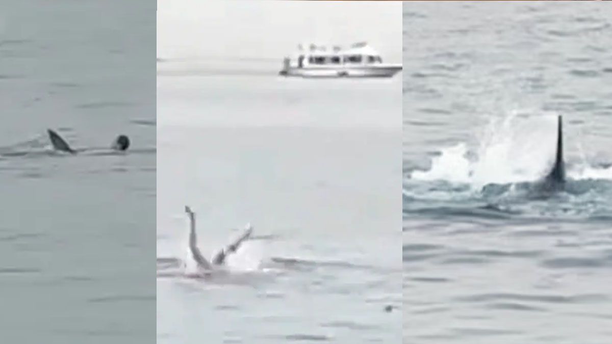 Un tiburón tigre atacó y mató a un turista ruso en el mar Rojo (Foto: captura de TV).