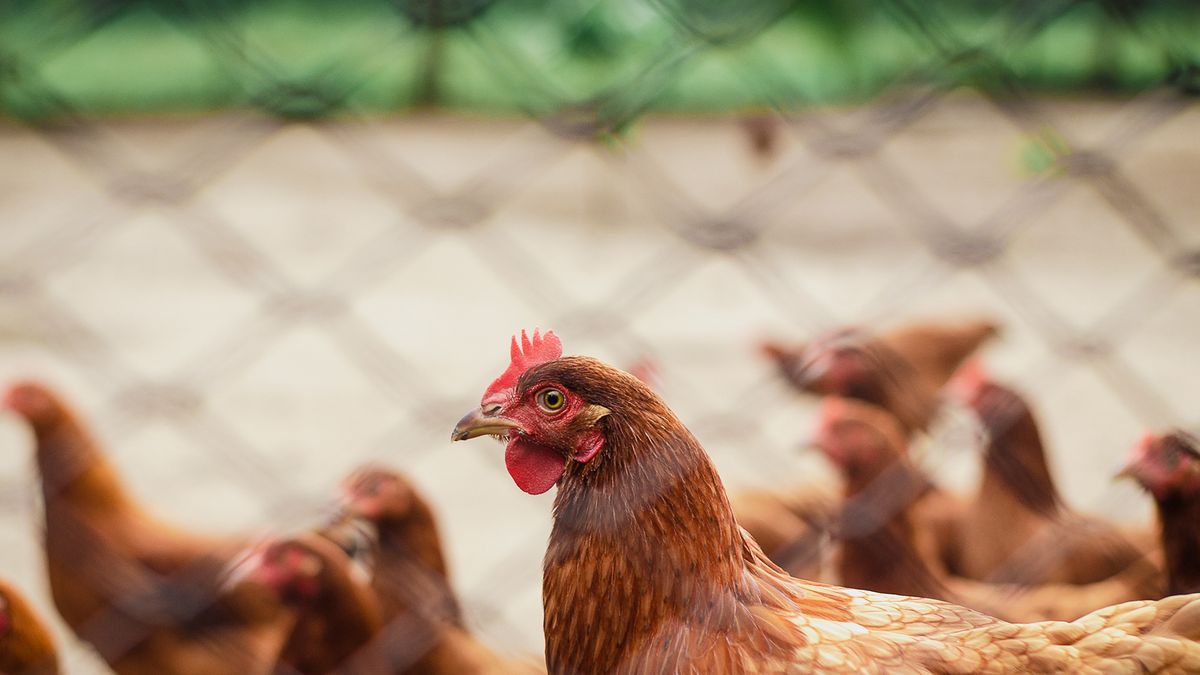 pexels-italo-melo-2446695jpg