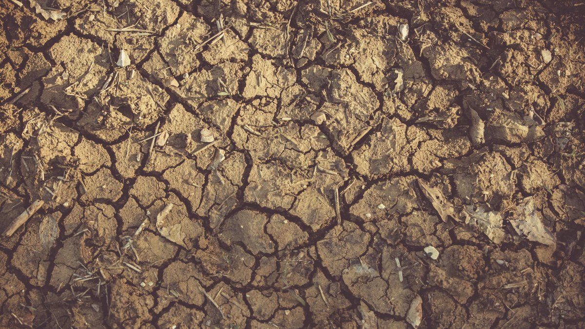 El campo implora por el agua de la lluvia que no llega. La sequía es un denominador común. 