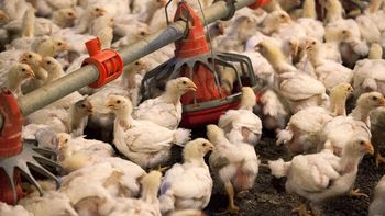 China informó el primer caso de gripe aviar H3N8 en un niño de cuatro años: ¿de qué se trata este virus?