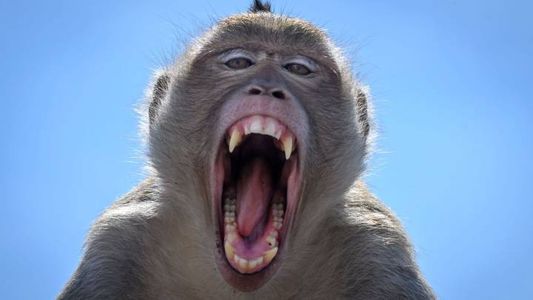 Un mono mató a un hombre de un ladrillazo en la cabeza