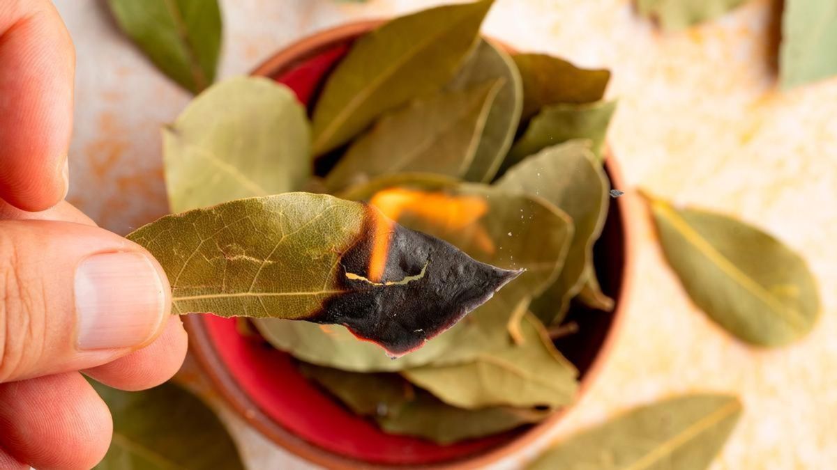 Ritual del laurel: los 4 lugares clave de tu casa para atraer abundancia. Ritual del laurel: los 4 lugares clave de tu casa para atraer abundancia.