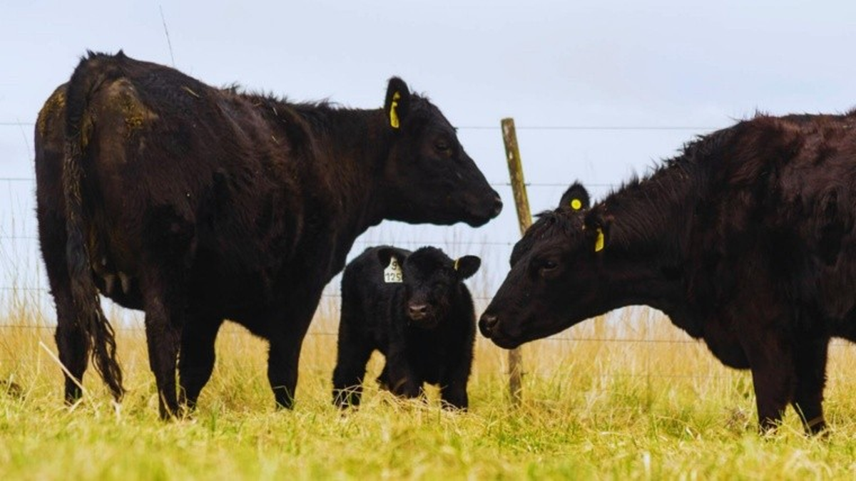 ALERTA: la leucosis bovina se extendió en rodeos de carne argentinos