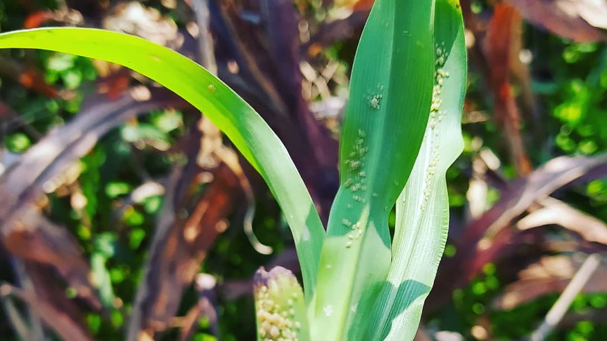 La lucha de los productores de sorgo contra el 