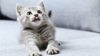 8 de agosto: ¿Por qué es el Día Internacional del Gato?