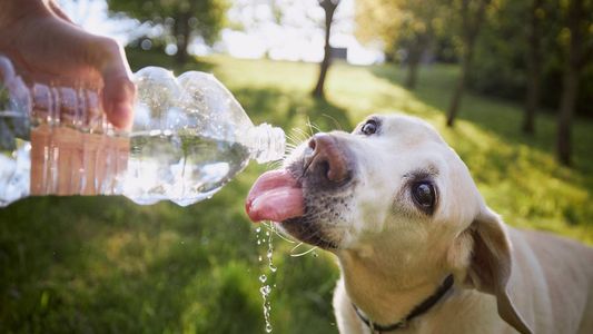 Todos los tips para cuidar a las mascotas ante las altas temperaturas y la ola de calor