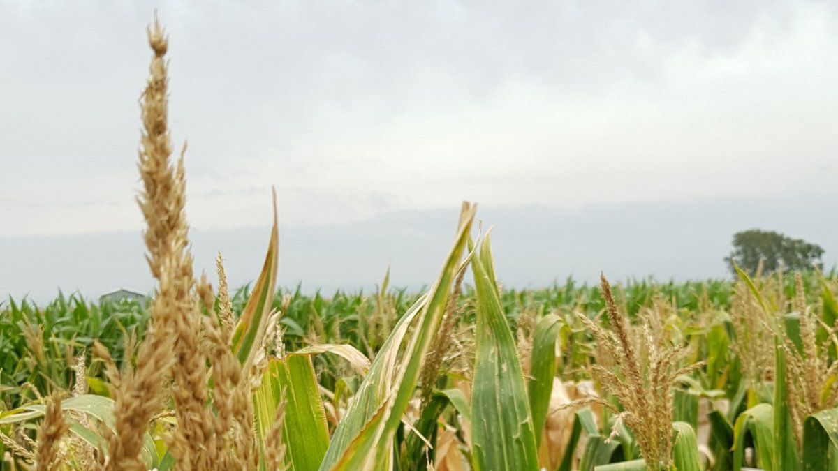 El maíz explica el 70% de los costos de la alimentación para los animales en los feedlots. 