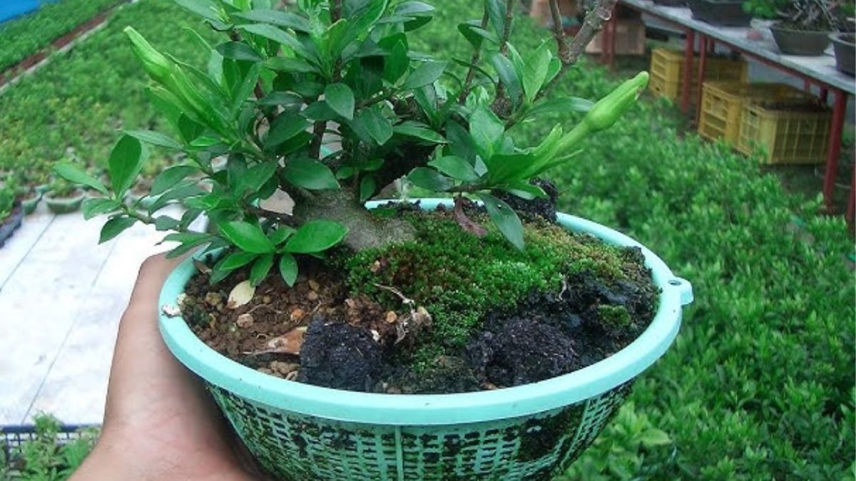 El colador de tu casa es un tesoro para el jardín: cómo cuidar tus plantas y macetas. (Foto: Captura de pantalla)