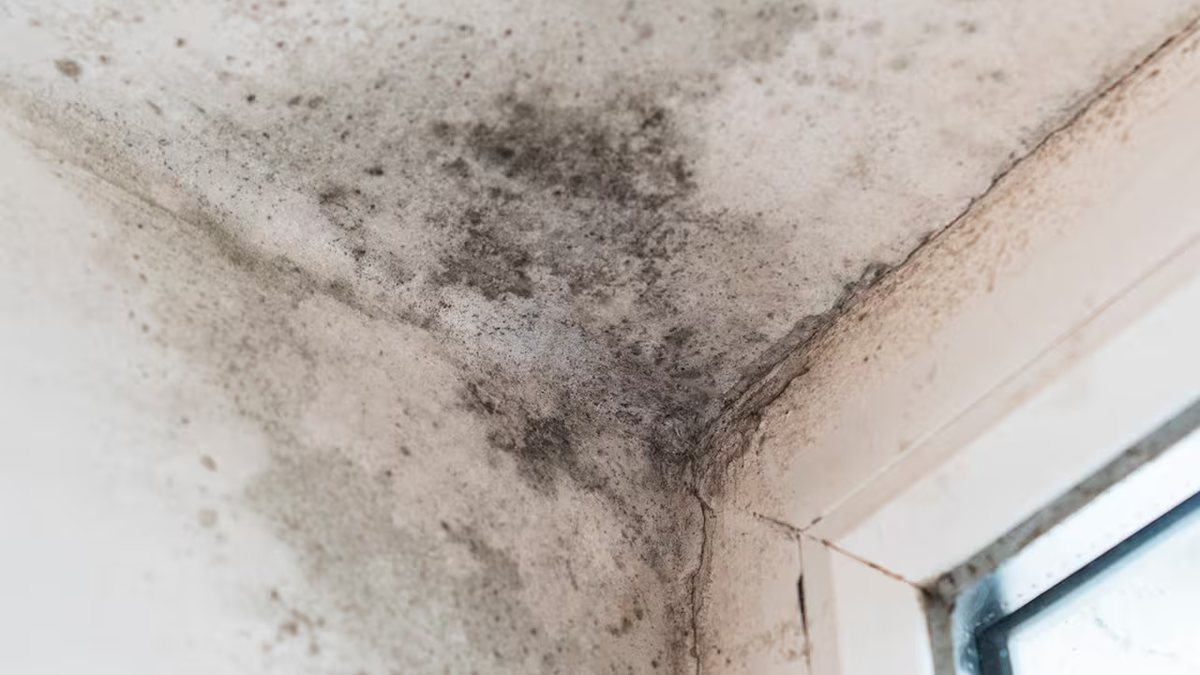 El método silencioso que recomiendan los expertos para frenar el moho antes de que arruine tu casa
