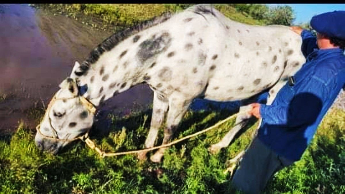 El caballo del ciudadano ruso. Fuente: Oro en Noticias. 
