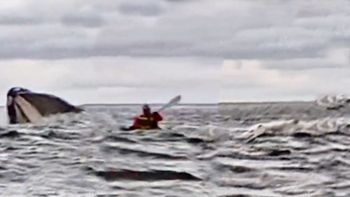 Increíble video: grabó como una ballena se tragó a su hijo en el estrecho de Magallanes