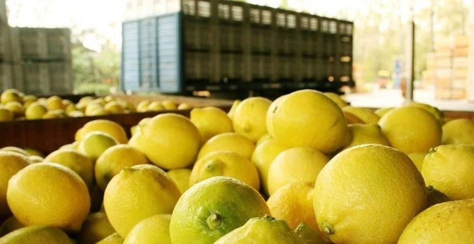 Limones a China: celebran la apertura pero advierten que habrá que esperar para colocar cantidades importantes