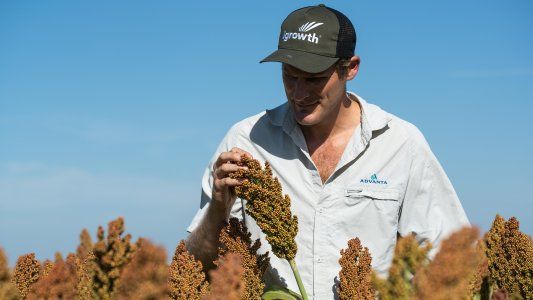 Investigan alternativas innovadoras para lograr un sorgo granífero de alto potencial