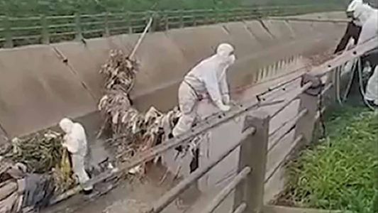 El horroroso hallazgo en un arroyo de Tigre: investigan cómo llegó a ese lugar