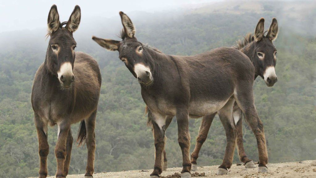 El cruel camino de los burros en Kenia: los despellejan para vender su piel a China