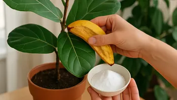 Cáscara de banana con bicarbonato: el truco viral para limpiar y nutrir plantas