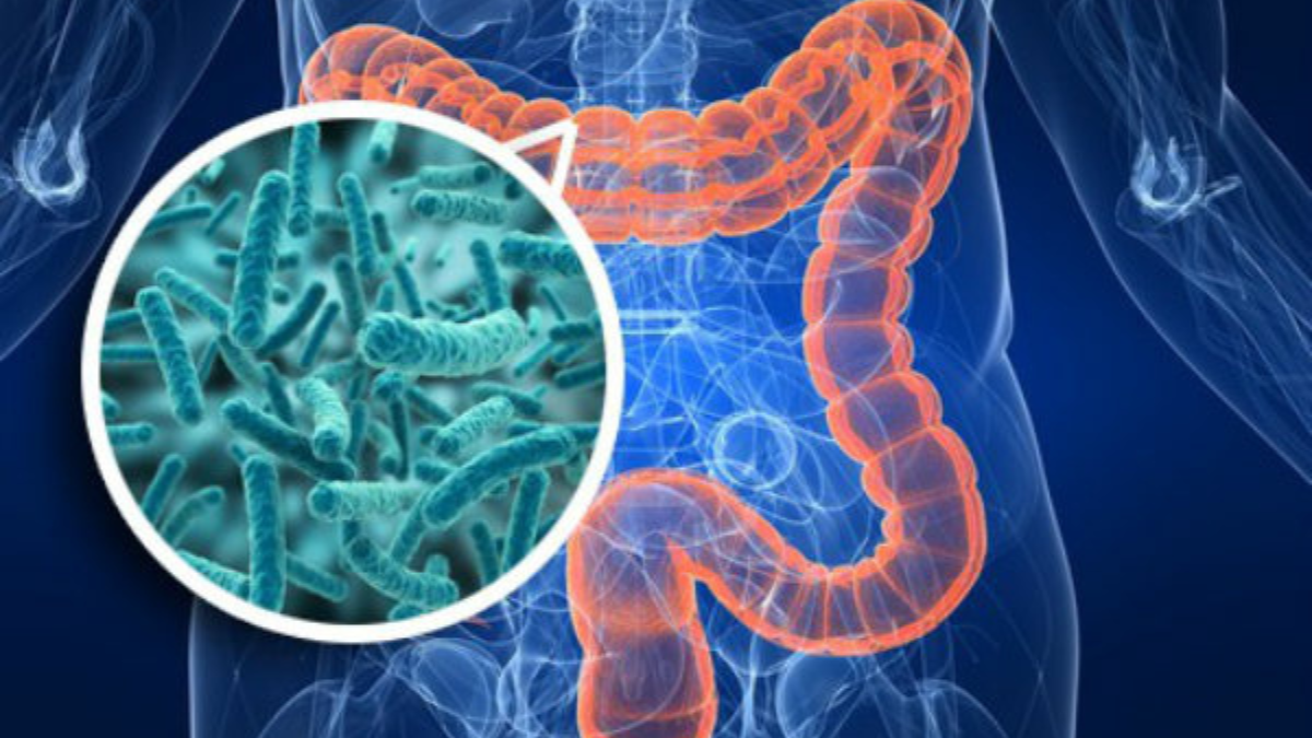 Los riesgos de un desbalance en la microbiota intestinal.