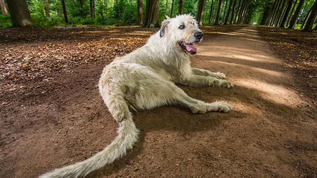 Récord Guinness: la cola de perro más larga del mundo mide 76